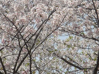 DSC07366s.JPG